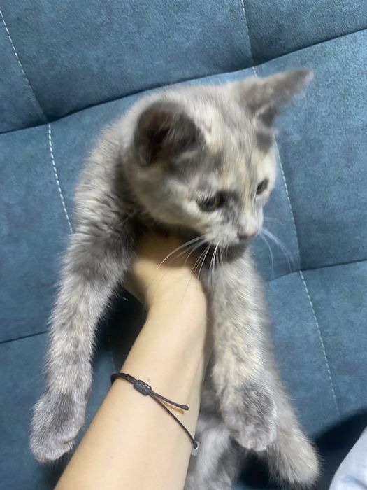 Отдам котенка в добрые руки очень срочно