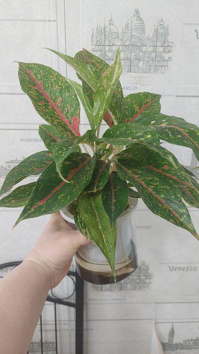 Продам цветы домашние Актобе