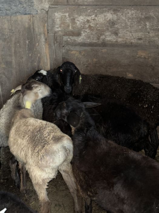 Қойлар, тоқтылар сатылады