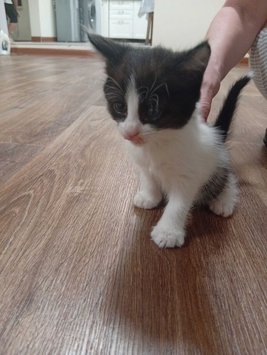 Отдам 3 котенка в добрые руки