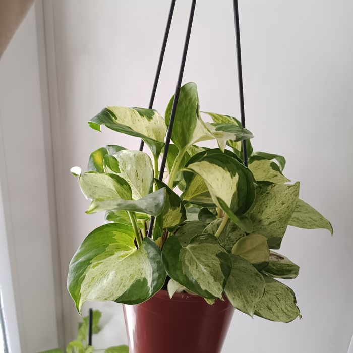 Комнатные растения.