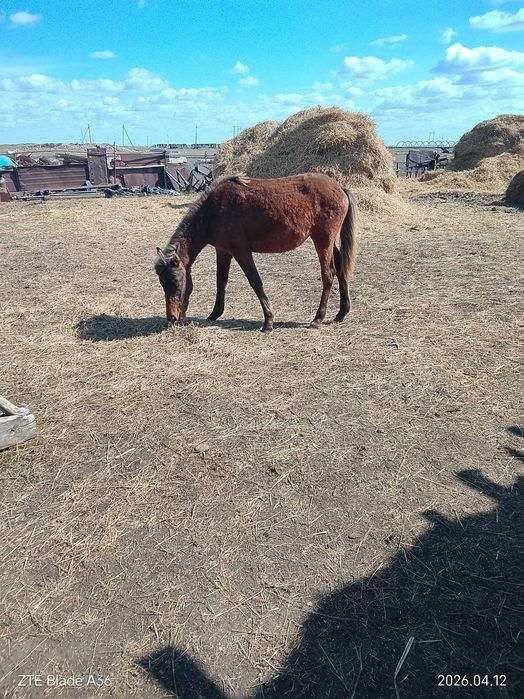 Продам жеребёнка кобылка