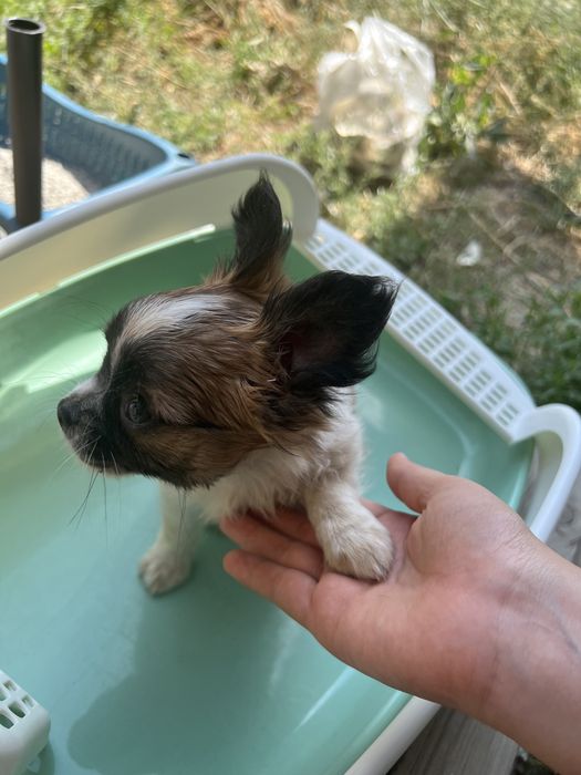 Чихуахуа мальчик, с документами