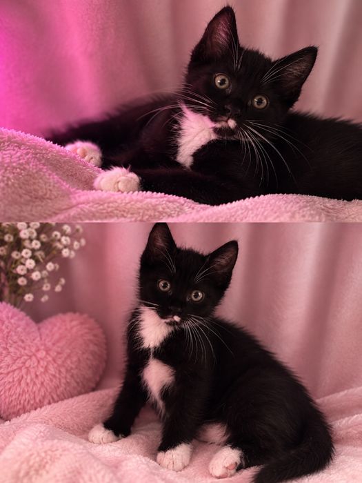Котенок  девочка