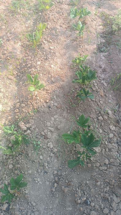 Kashtan kelishilgan narxda