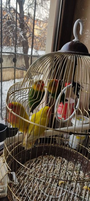 Maska  va Nerazluchkalar sotiladi . Maska 160 min , Sariq 130 min