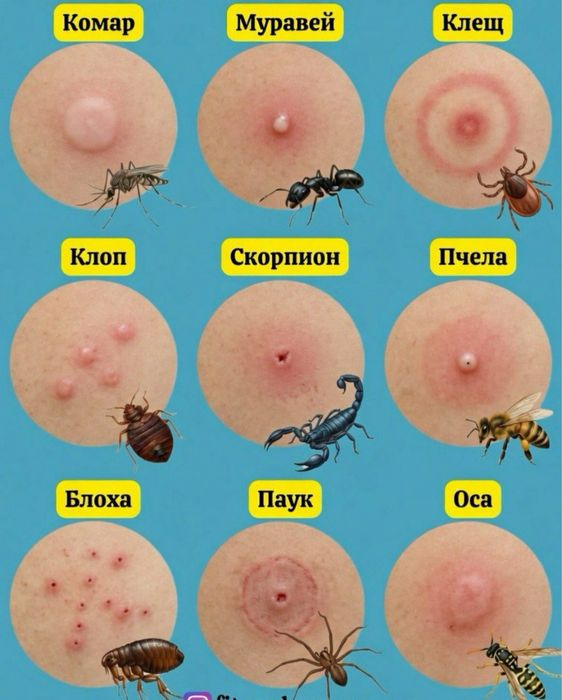 Dezinfeksiya Tashkent