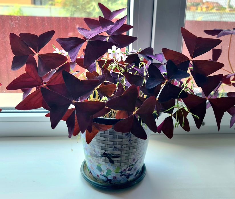 Комнатные цветы-Оксалис