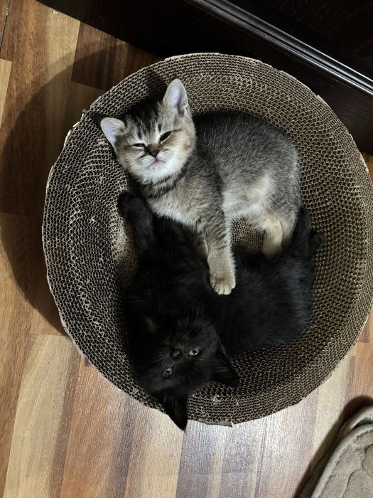 Продаются котята шиншила фолд