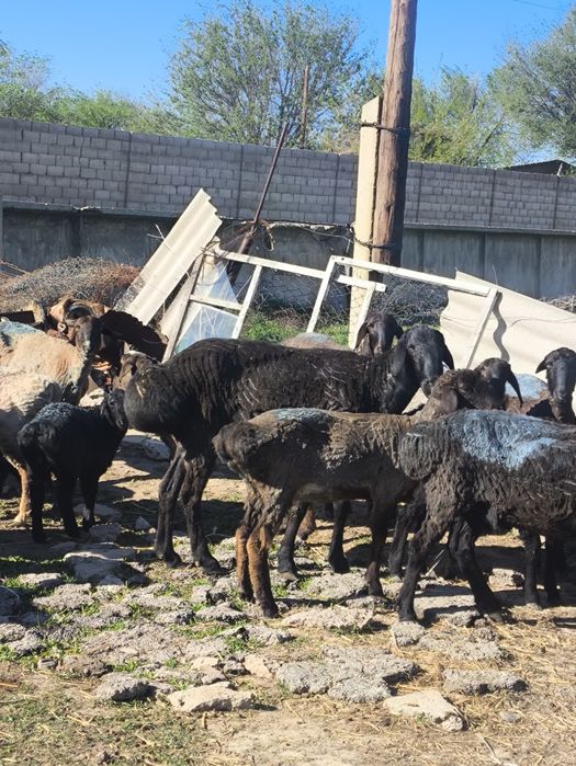 Қошқар 3 жасар. Бойы белден келеді.