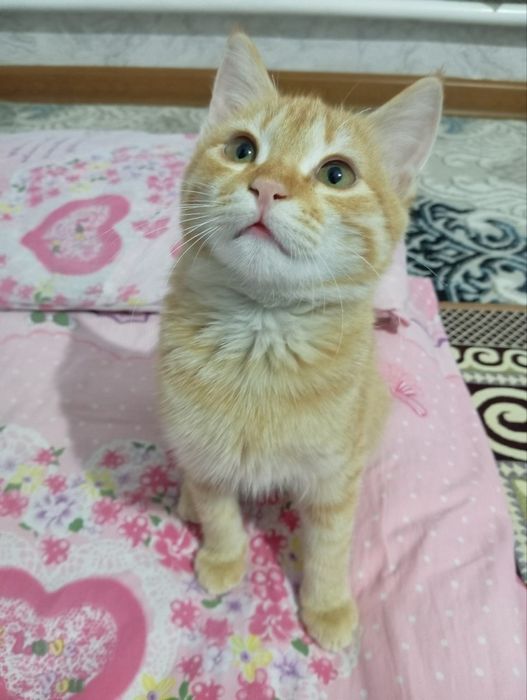 Кот домашний рыжий