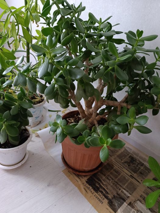 Денежные цветы домашние