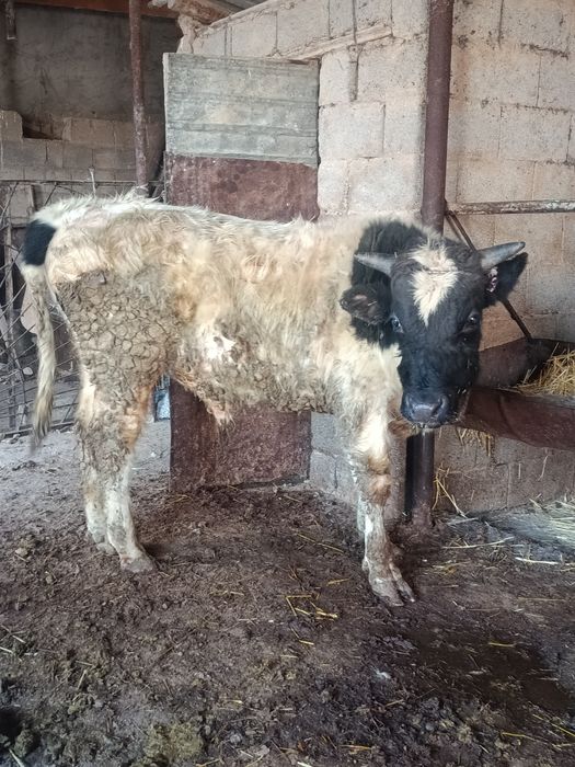 Буқа сатылады аа