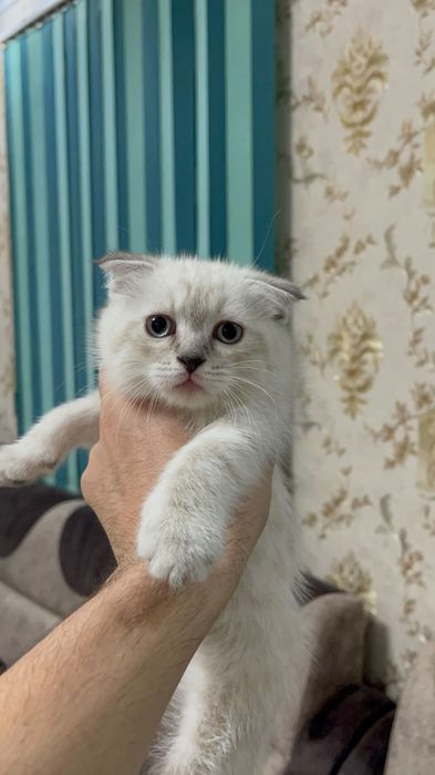 Продаю вислоухих котят