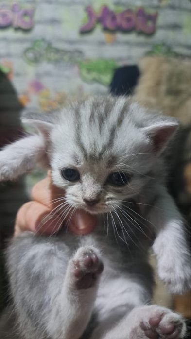 продам котят породы Скоттиш фолд