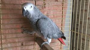 Jako sotila 3 yowli qiziqanla lichkaga keliwamiz