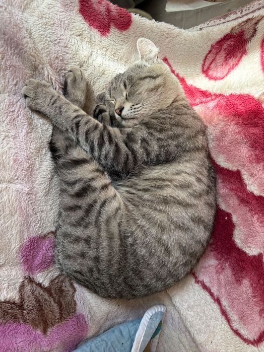 Отдам кота бесплатно