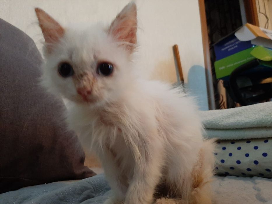 Котёнок мальчик ищет добрых хозяев