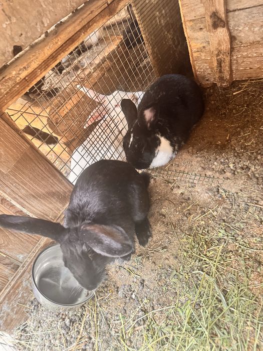 Quyonlar har xil parodiyadagi