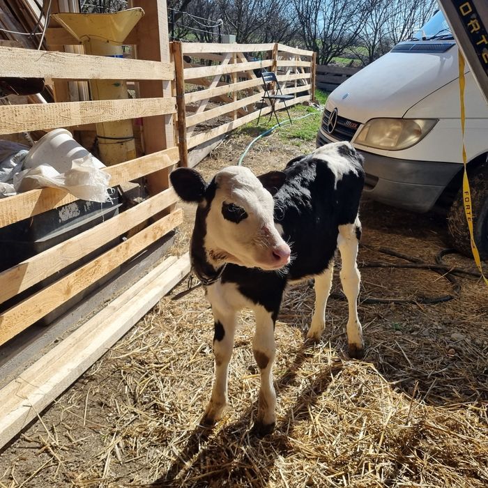 Vitica 7 săptămâni ( sau schimb cu vitel , tauras )