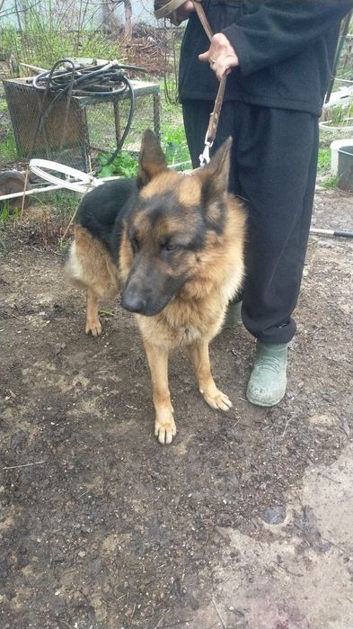 Кобель ищет невесту