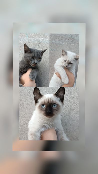 Отдам кошечек в хорошие руки