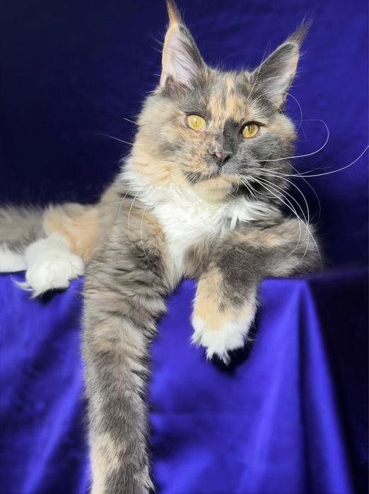 Котята мейн-кун из проф питомника.