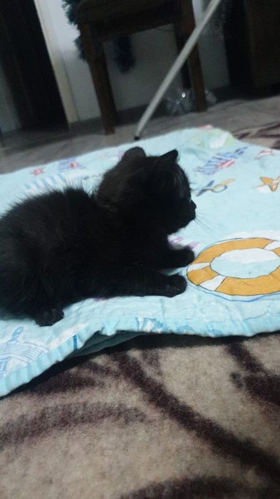 Котята наполовину британцы