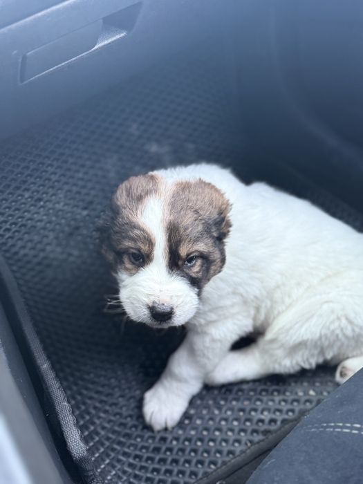 Продам Алабай щенок