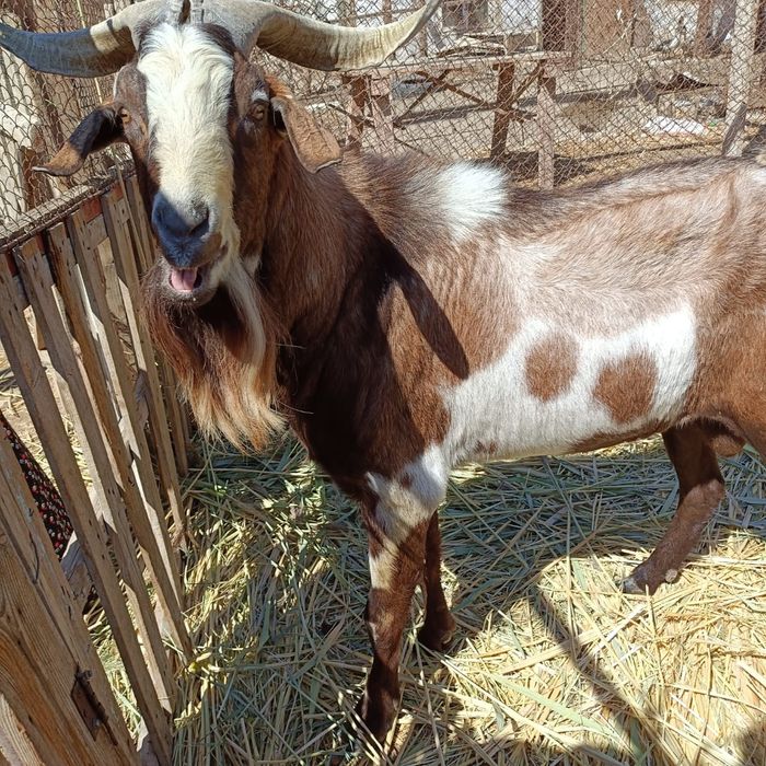 Стильге батылдық жасама, шлюха.