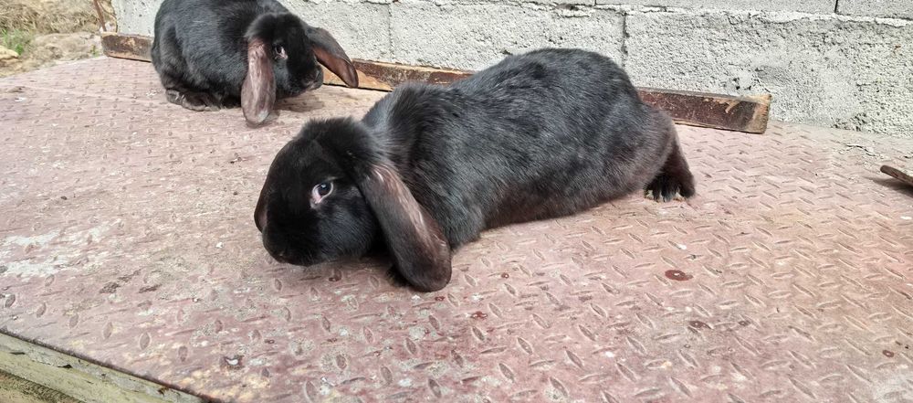 Зайци на различна възраст