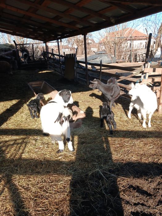 Capre cu iezi de vanzare