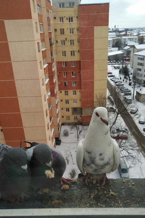 Inchiriez apartament 4 camere, Bl H4, B-dul Traian