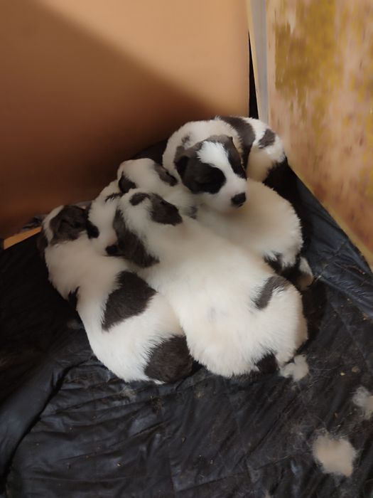 Алабай щенки алабаи