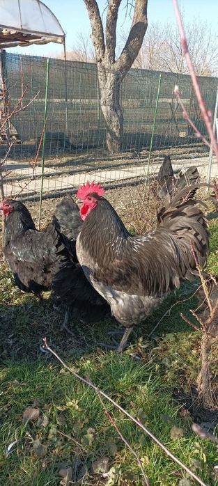 Oua de incubat australorp albastru si negru si familie de 4+1