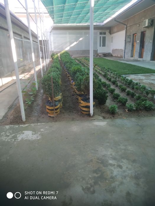 Шамшот кочатлари сотилади оптом ва донага