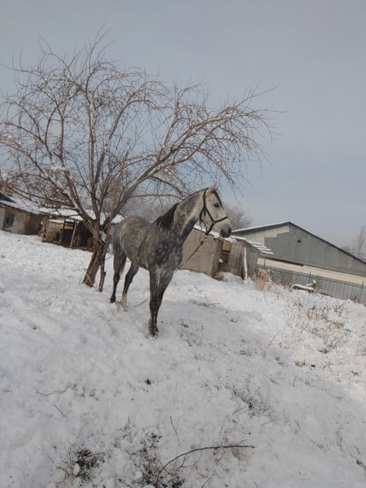 6 лет аигвр дорога