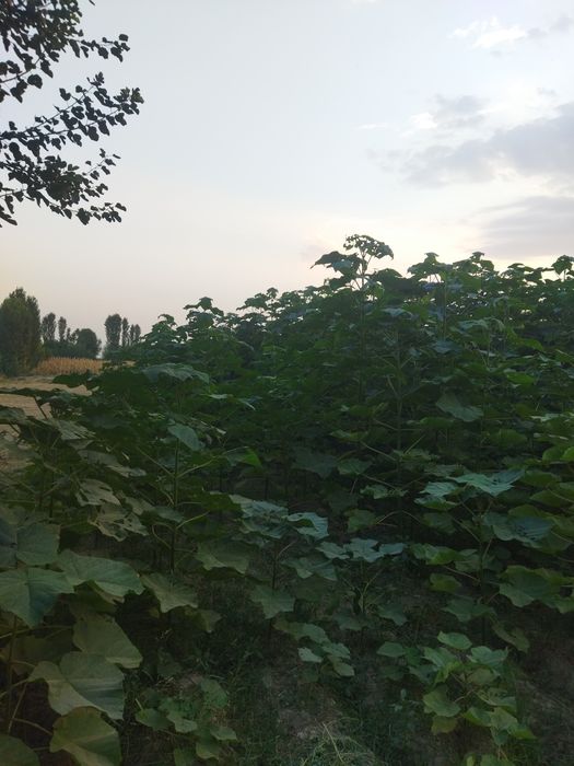 Povloniya koʻchatlari