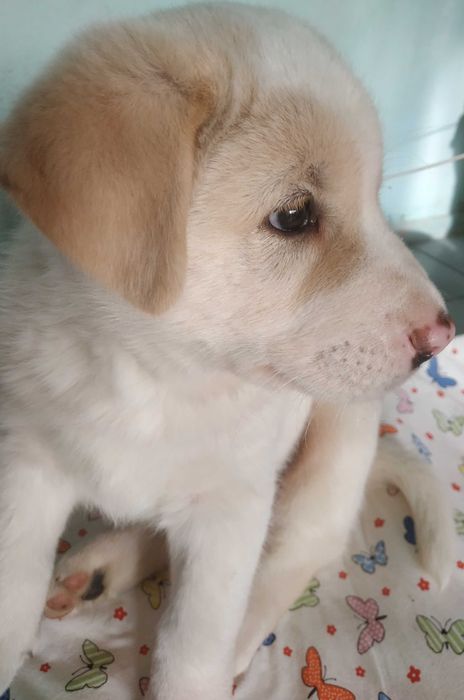 Продавам Лабрадор Ретривър