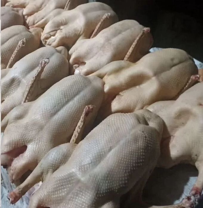 Продам яйцо и гусей