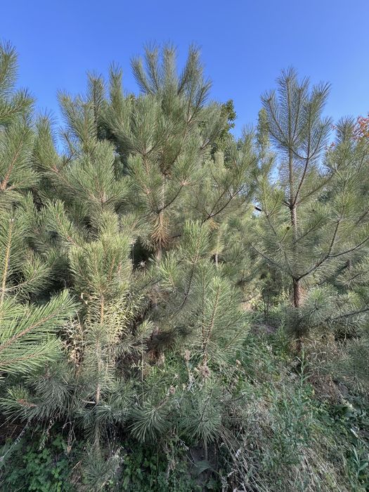 Кирим сасна арчалари сотилади