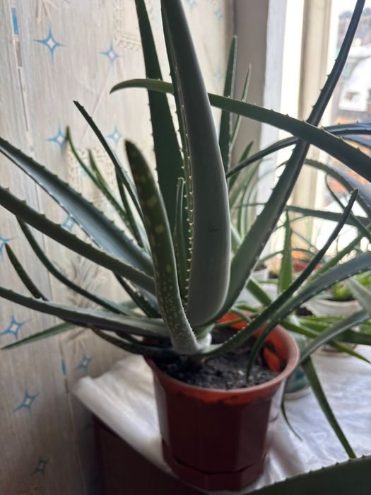 Алоэ       продам
