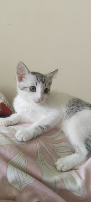 Котенок мальчик.