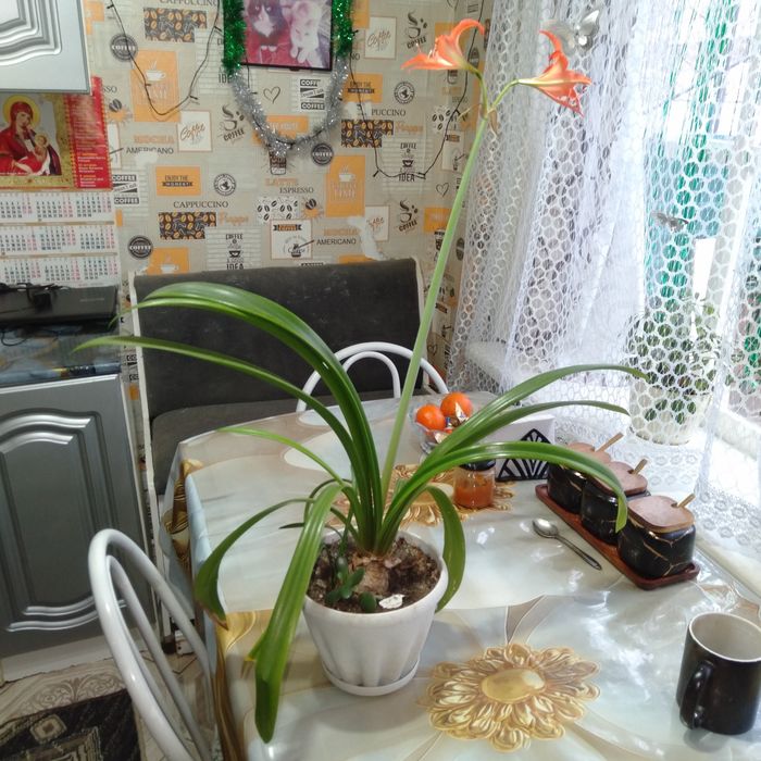 Срочно продам цветы