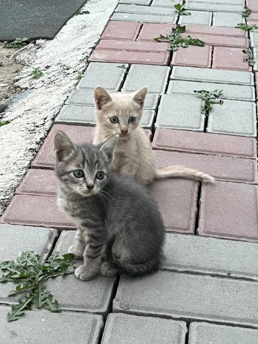 Милейшие котятки