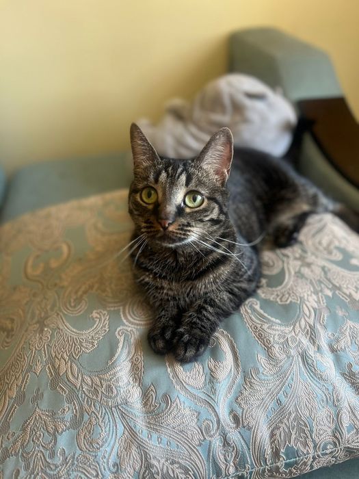 Передержка кошек