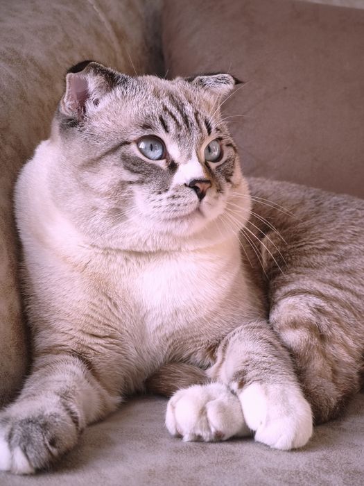 Британец, полу-фолд (уши лежат на половину), Вязка