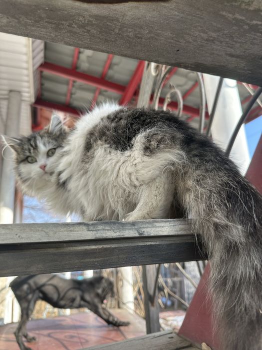 Котята - Крысолов