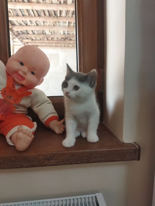 Мушукчалар сотилади пародалик