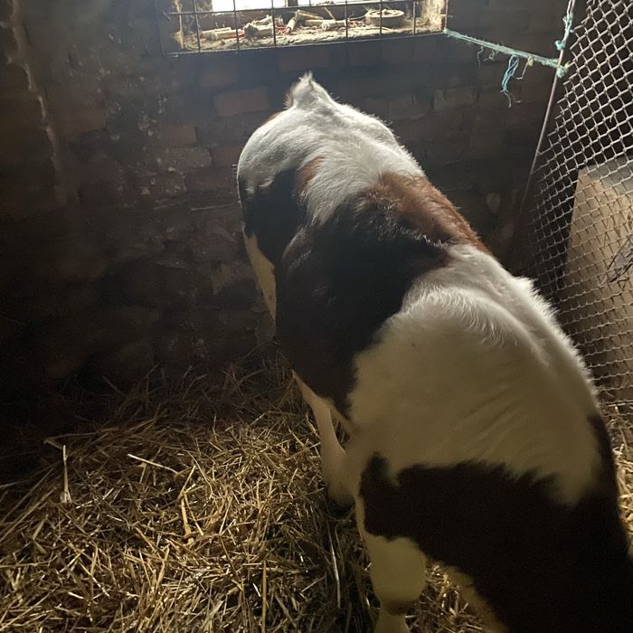 Vaca holstein cu vitea
